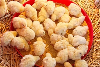 5% پیش مخلوط برای جوجه های گوشتی پرورش دهنده