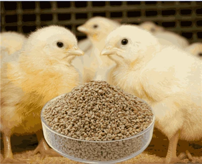 کرامبل استارتر جوجه های گوشتی